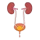 Urology icon